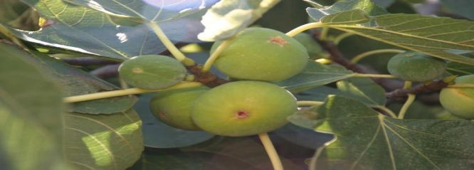 figs