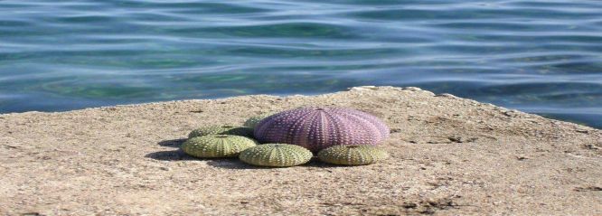 Adriatic 